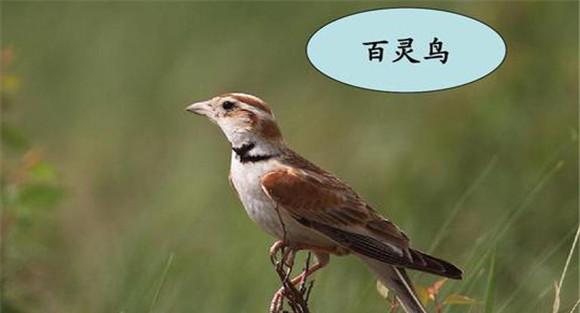 百灵鸟上火的主要原因