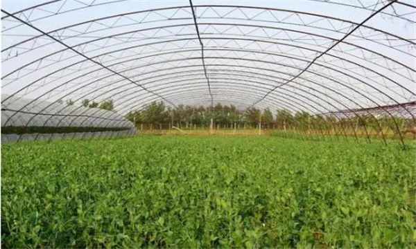 大棚蔬菜怎样合理安排茬口
