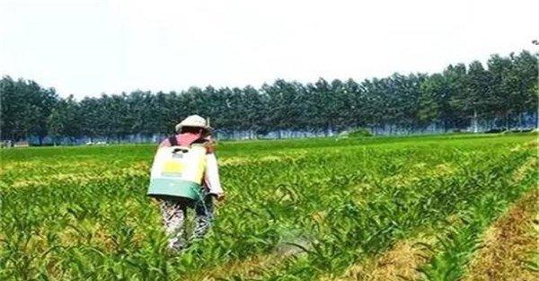 玉米苗后茎叶处理除草剂