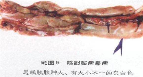 鹅副粘怎么治疗