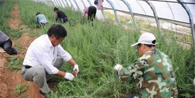 枸杞的移栽方法