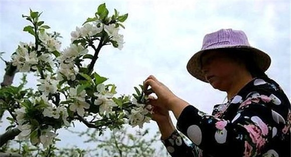 苹果树疏花朵的方法