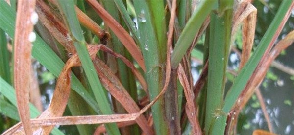 水稻纹枯病的防治技术