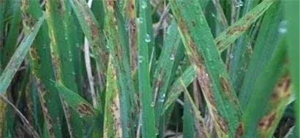 水稻瘟病的症状与防治