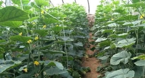 日光温室黄瓜栽培茬口主要有哪几种