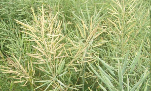 油菜菌核病的药剂防治