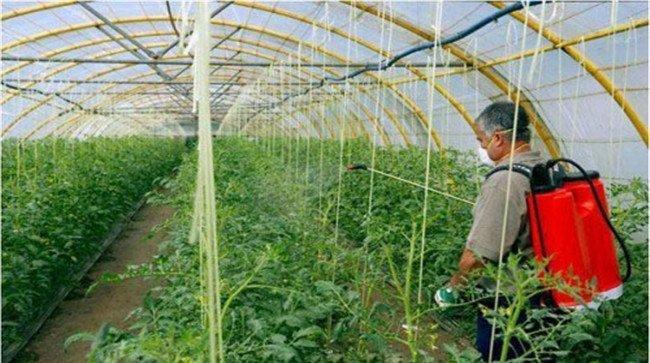 蔬菜叶面肥施用注意