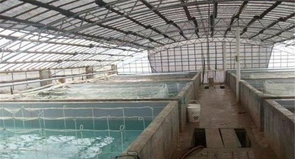 人工养殖沼虾需什么饲料