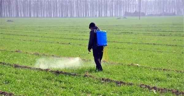 小麦除草剂什么时候打