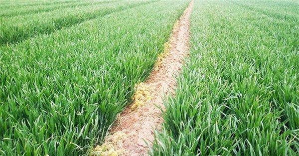 小麦化学除草方法