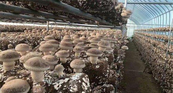 夏季香菇种植技术与管理要点