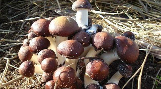 食用菌跳虫的防治方法
