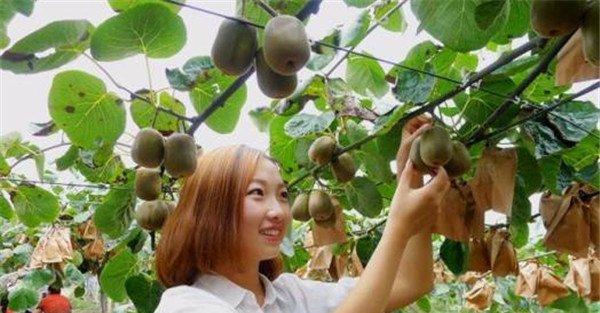 猕猴桃采收标准是什么