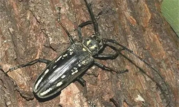 核桃害虫有哪些
