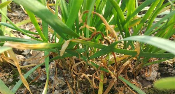 韭菜茎枯病的症状表现、发病规律与防治方法
