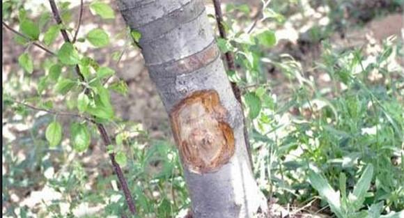 苹果腐烂病的防治方法