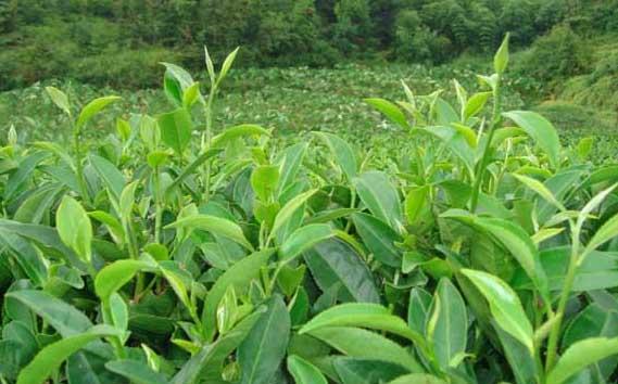 茶树种植方法