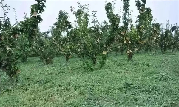 果园干旱灾害如何预防