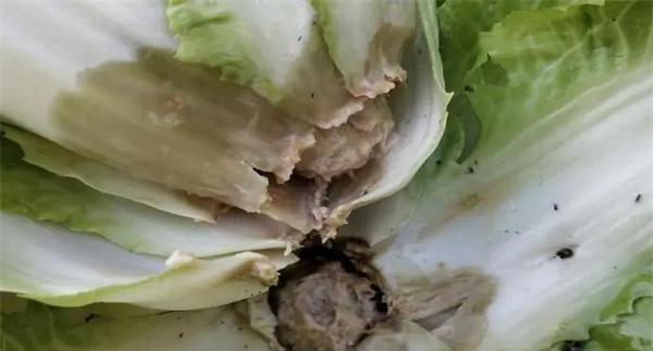 大白菜病虫害的防治及预防