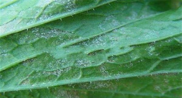 大白菜霜霉病