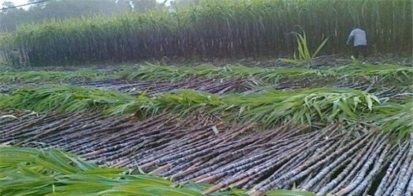 我国甘蔗的种植史