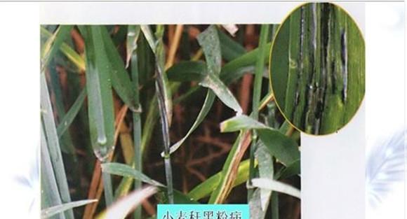 小麦秆黑粉病防治