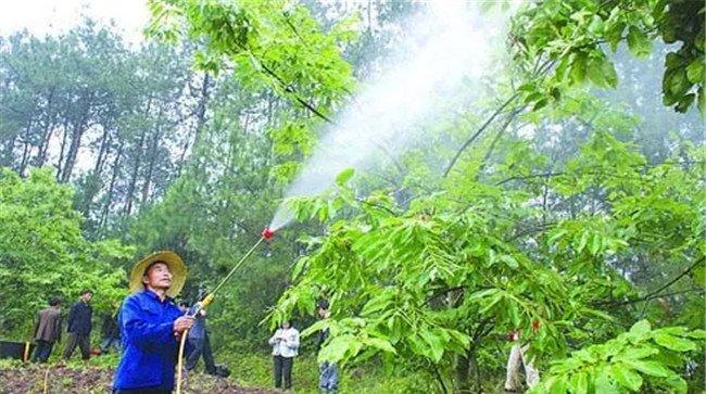 叶面肥可以和农药混用