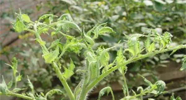 番茄畸形花是什么原因引起的