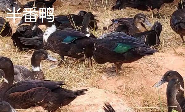 番鸭和半番鸭的区别