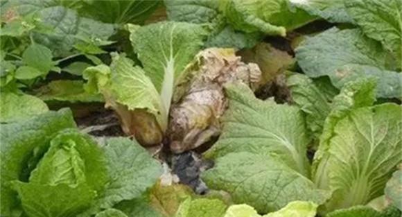 白菜根部有小白蛆是什么原因