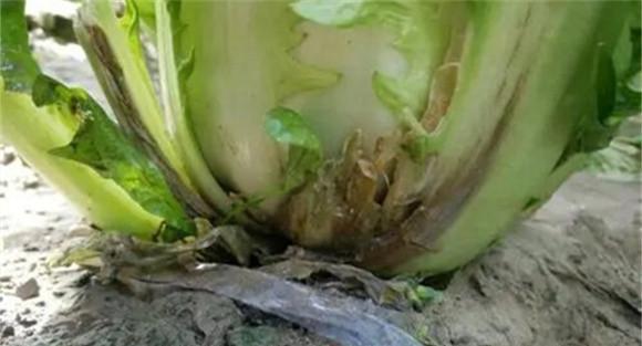 白菜根部有蛆怎么办