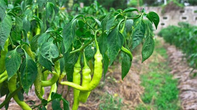 种植辣椒如何施基肥
