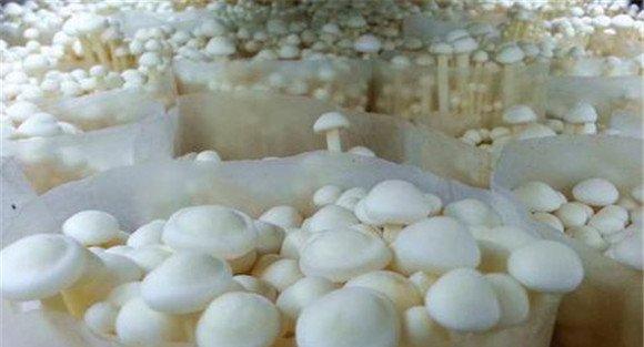 金针菇的生长环境要求