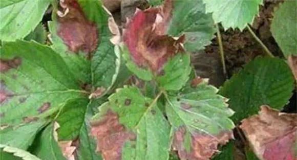 草莓叶斑病