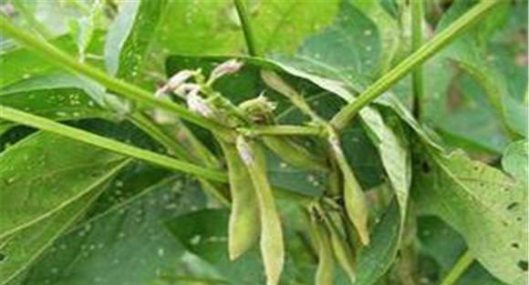 如何防治大豆秕荚