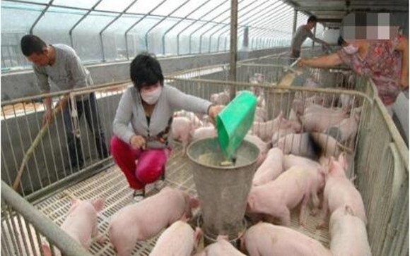2020年养猪业现状及发展趋势