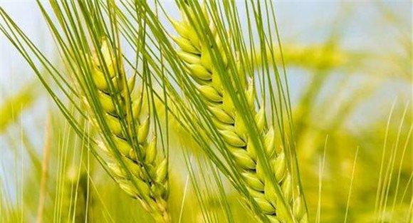 大麦种植时间是什么时候