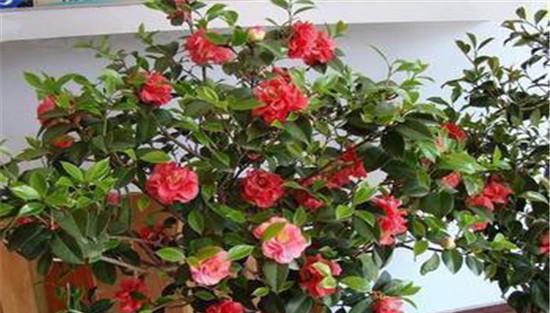 盆栽山茶花施肥要点
