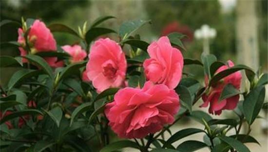 盆栽山茶花的修剪要点
