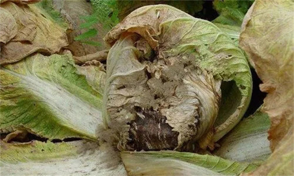 大白菜黑腐病的防治方法