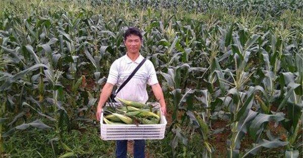 甜玉米的标准如何确定