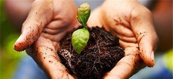 镁肥对植物的作用
