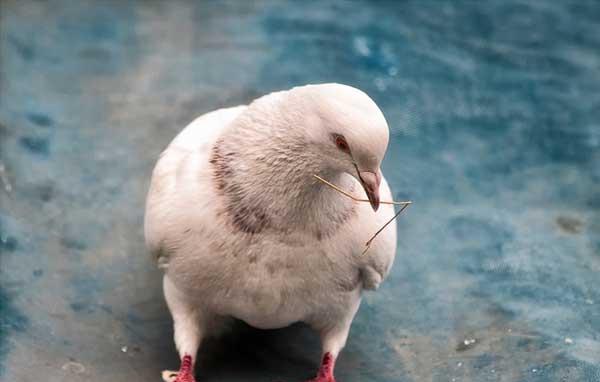 鸽子饲养管理方法