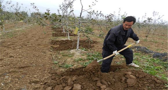苹果树施肥量如何掌握