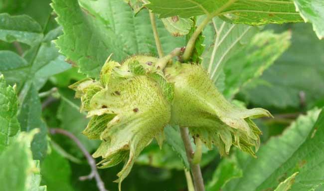 榛子需要哪些种植条件