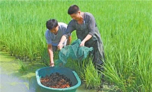 龙虾养多久可以上市