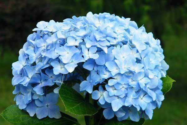 花卉养殖方法