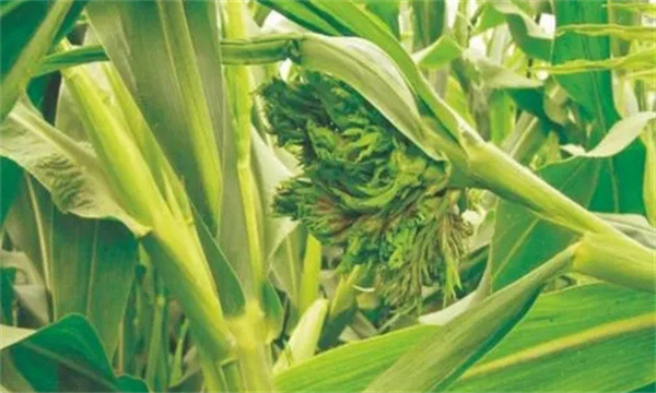 怎样防治玉米疯顶病