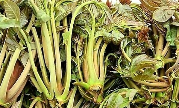 产妇能吃香椿吗 吃香椿有什么好处