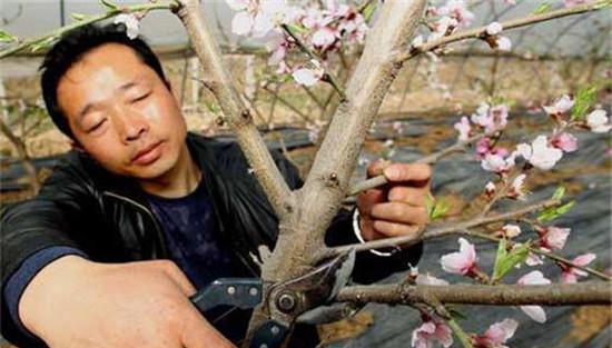 桃树盛果期修剪